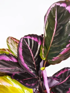 Calathea Roseopicta | Altura 45cm - Diámetro 14cm