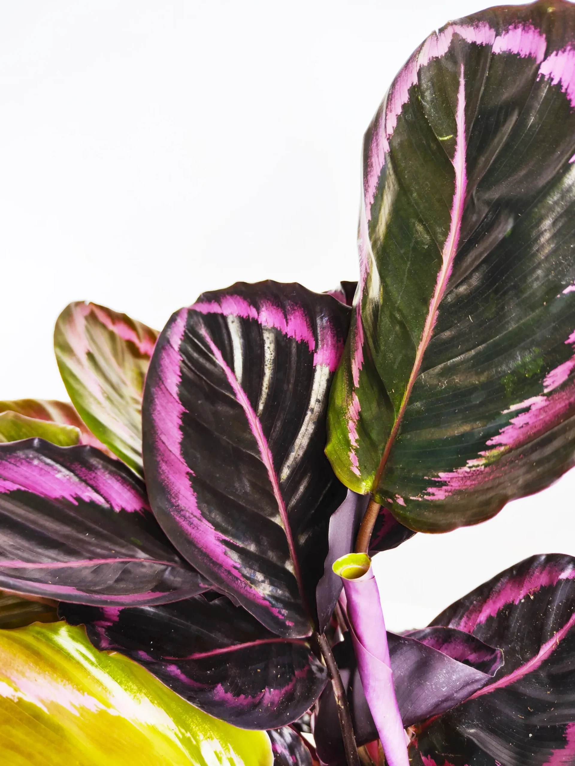 Calathea Roseopicta | Altura 45cm - Diámetro 14cm