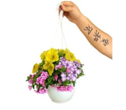 Calibrachoa M14