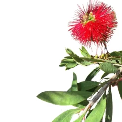 Callistemo Planta Ornamental Nativa De Australia (callistemon Spp.) Maceta 20cm