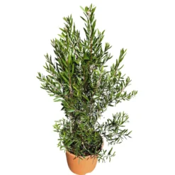 Callistemo Planta Ornamental Nativa De Australia (callistemon Spp.) Maceta 20cm