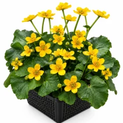 Calta Palustre Caltha Palustris Estanque - Set 4 Plantas Con Cesta Y Sustrato
