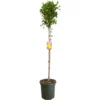 Carambola M40 180-200cm