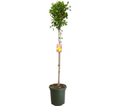 Carambola M40 180-200cm