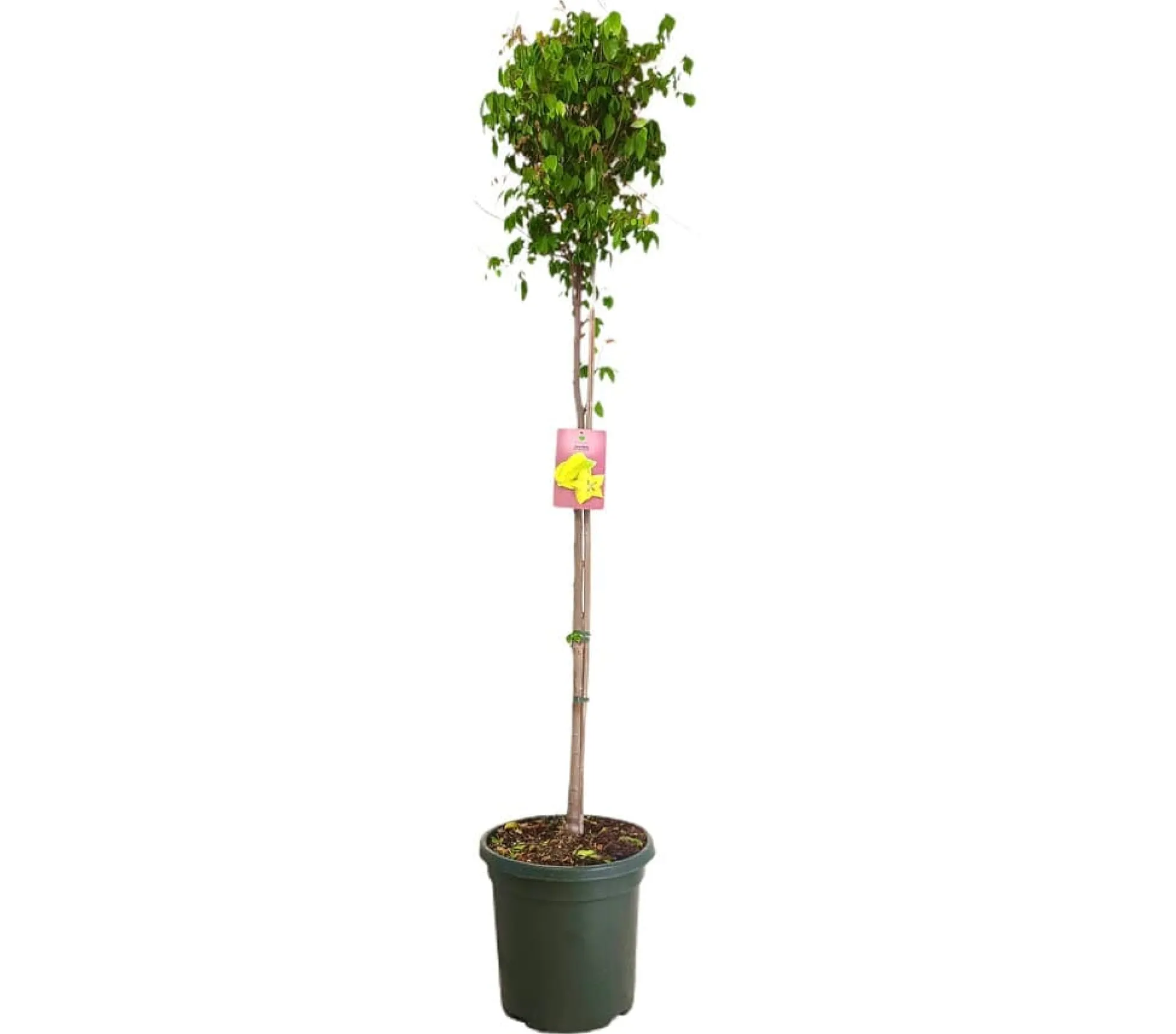 Carambola M40 180-200cm