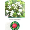 Carissa Macrocarpa M22 30cm