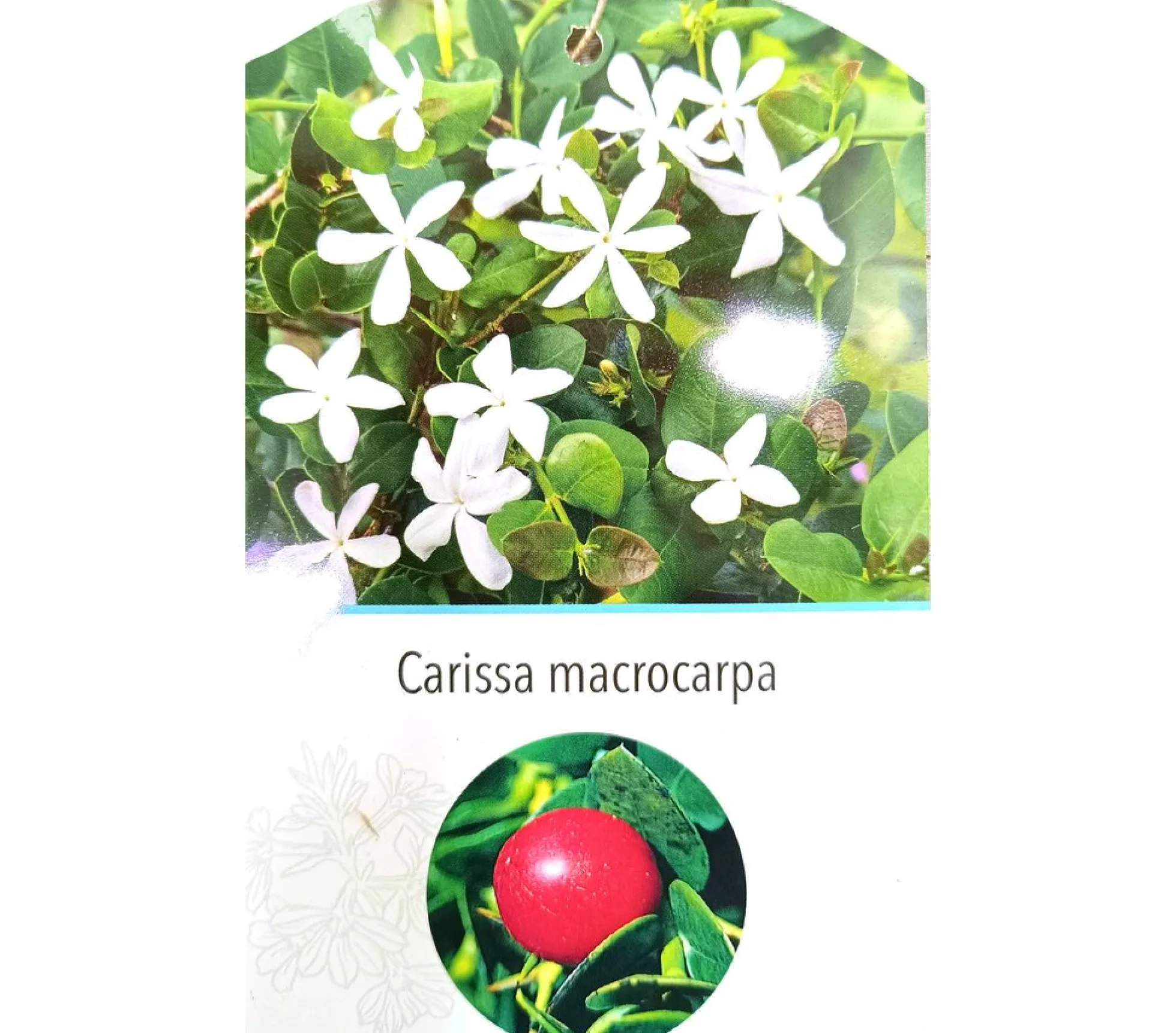 Carissa Macrocarpa M22 30cm