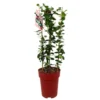 Carissa Macrocarpa M23 70-80cm