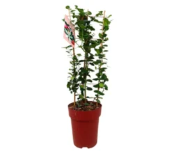 Carissa Macrocarpa M23 70-80cm