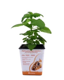 Catnip. Nepeta Para Gatos Natural En Maceta 1 Litro
