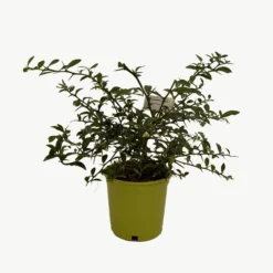 Caviar Cítrico Verde - Maceta 17cm. - Forma Arbustiva Altura Aprox. 35cm.