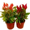 Celosia Argentea M13