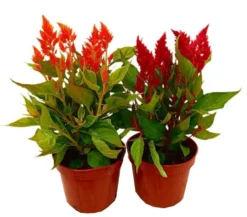 Celosia Argentea M13