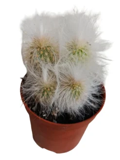Cephalocereus Senilis Viejito Planta Suculenta Natural Ø5