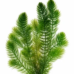 Ceratofilo Ceratophyllum Demersum Estanque - 2l Planta Oxigenante Flotante Algas