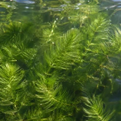 Ceratofilo Ceratophyllum Demersum Estanque - 2l Planta Oxigenante Flotante Algas