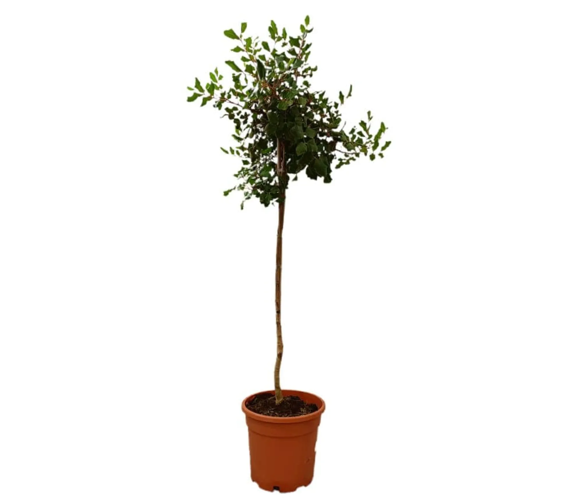 Ceratonia Siliqua Copa M25 120-130cm
