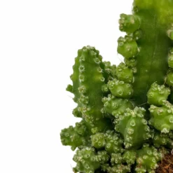 Cereus Peruvianus 'fairy Castle' Cactus Y Susuclentas M8,5 cm Ø