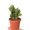 Cereus Peruvianus Monstruoso M17