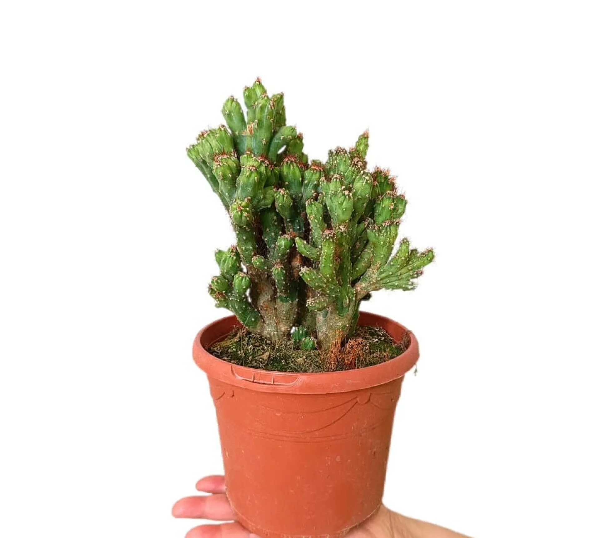Cereus Peruvianus Monstruoso M17