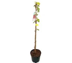 Cerezo Brook M25 120-140cm
