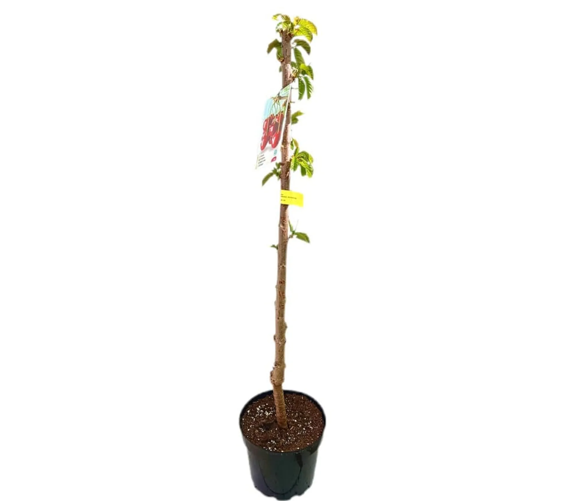 Cerezo Brook M25 120-140cm