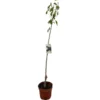Cerezo Burlat M25
