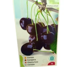 Cerezo Burlat M25