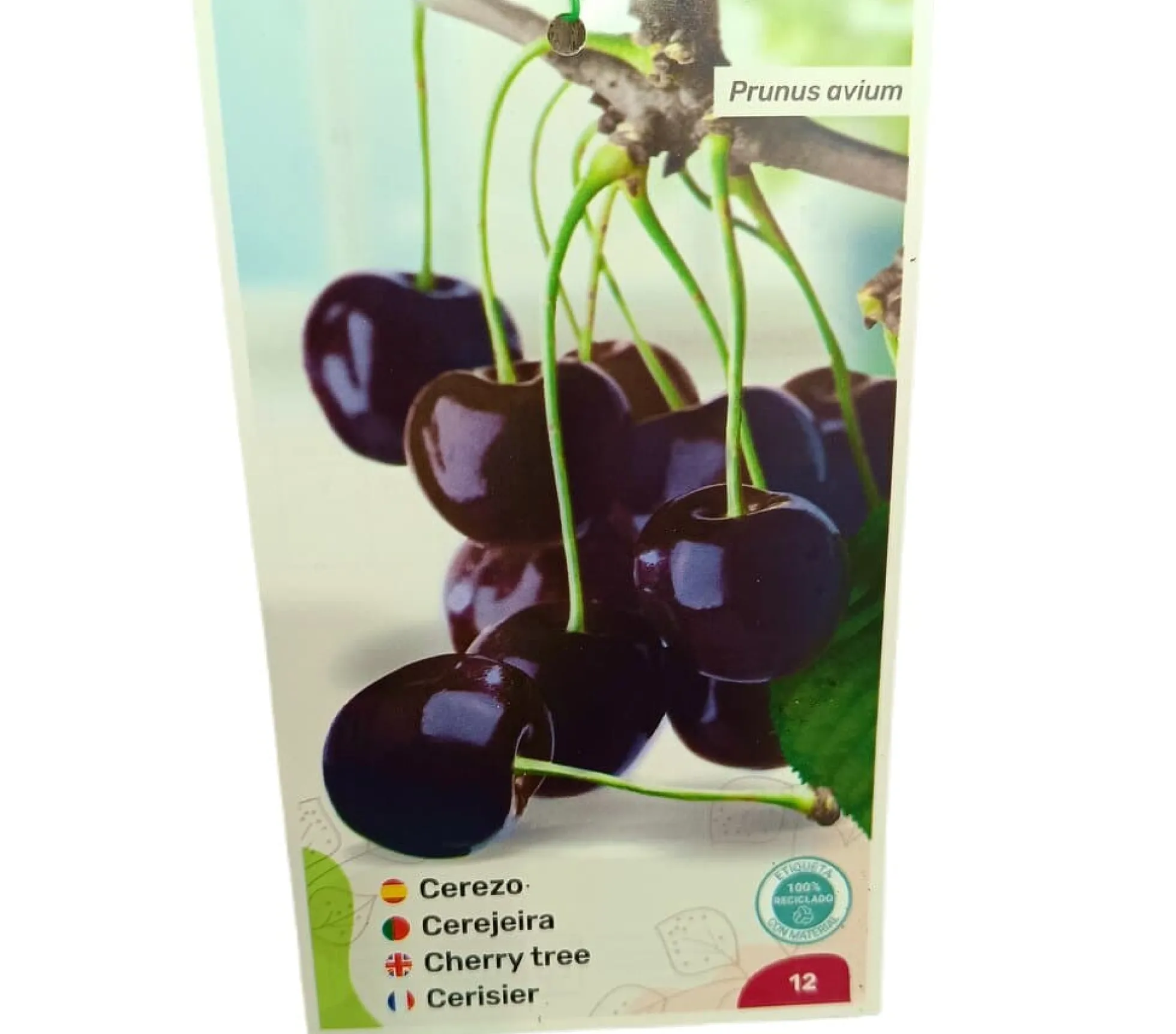Cerezo Burlat M25