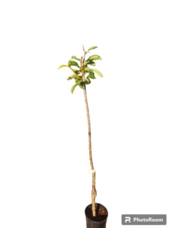 Cerezo Burlat Maceta 140cm