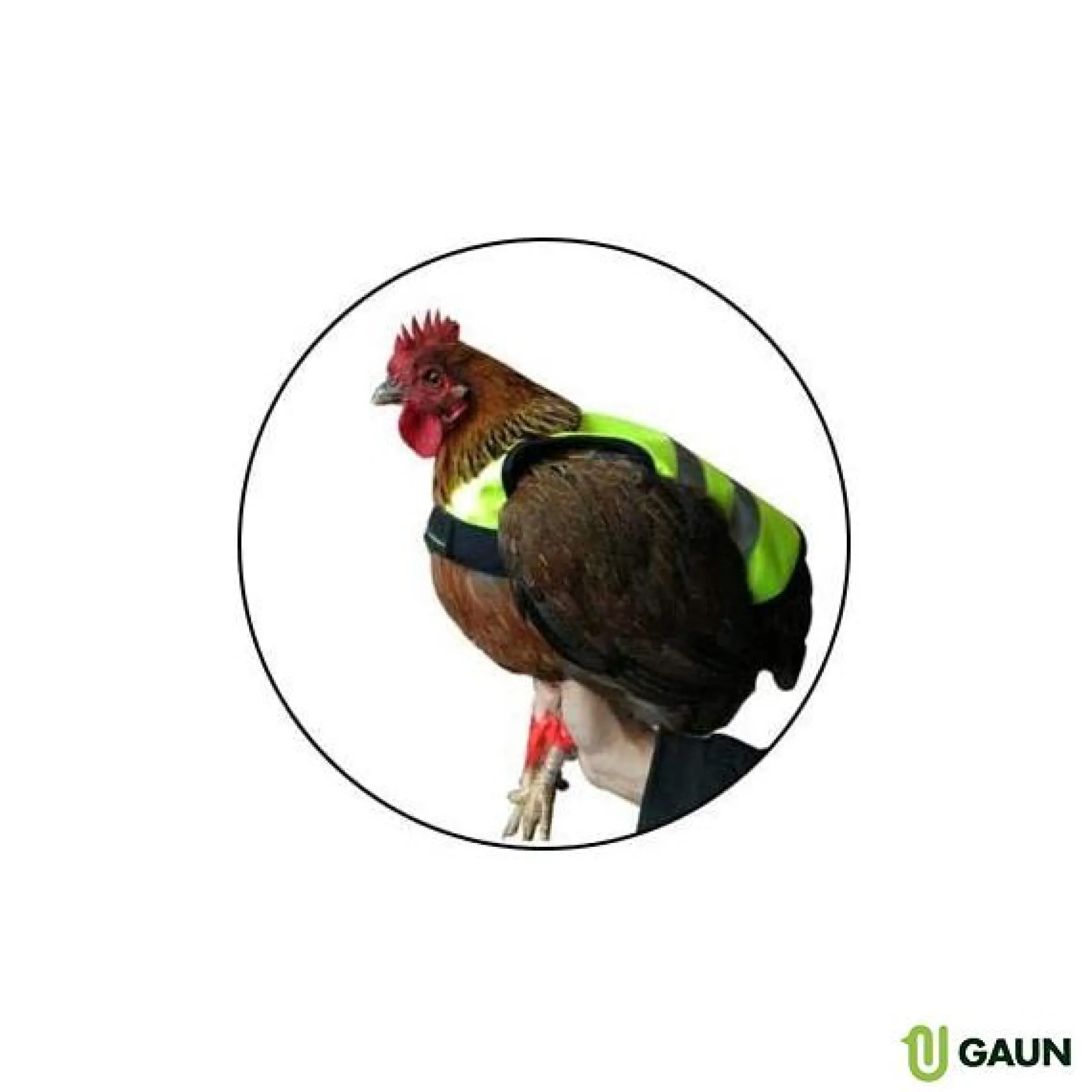 Chaleco Gallinas