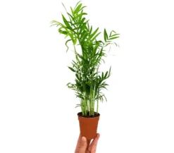 Chamaedorea Elegans M9