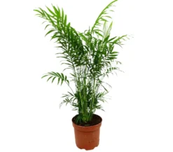Chamaedorea Elegans M17 65cm