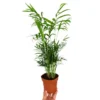 Chamaedorea Elegans M12 35cm