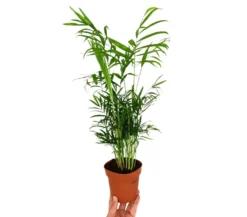 Chamaedorea Elegans M12 35cm