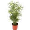 Chamaedorea Planta De Interior De Bajo Mantenimiento Maceta 17cm