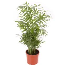 Chamaedorea Planta De Interior De Bajo Mantenimiento Maceta 17cm