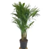 Chamaedorea Seifrizii M21 100cm (palma Bambú)