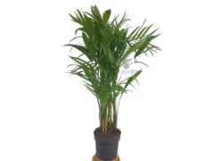 Chamaedorea Seifrizii M21 100cm (palma Bambú)