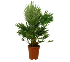 Chamaerops Humilis Vulcano M21