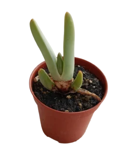 Cheiridopsis Denticulata Planta Suculenta Ø5 Muy Curiosa