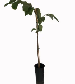 Chirimoyo Árbol - Frutal Tropical - Maceta Tubo - Altura Total Aprox. 120/140cm.