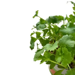 Cilantro Planta Aromática Y Medicinal (coriandrum Sativum)