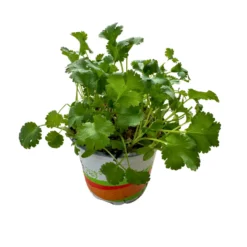 Cilantro Planta Aromática Y Medicinal (coriandrum Sativum)