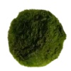 Cladophora Musgo Marimo Para Agua Dulce 5-7 Cm