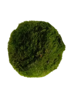 Cladophora Musgo Marimo Para Agua Dulce 5-7 Cm