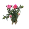 Clavel De Florista Colores Variados M14