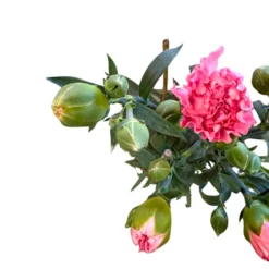 Clavel De Florista Colores Variados M14