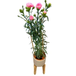 Clavel De Florista Colores Variados M14