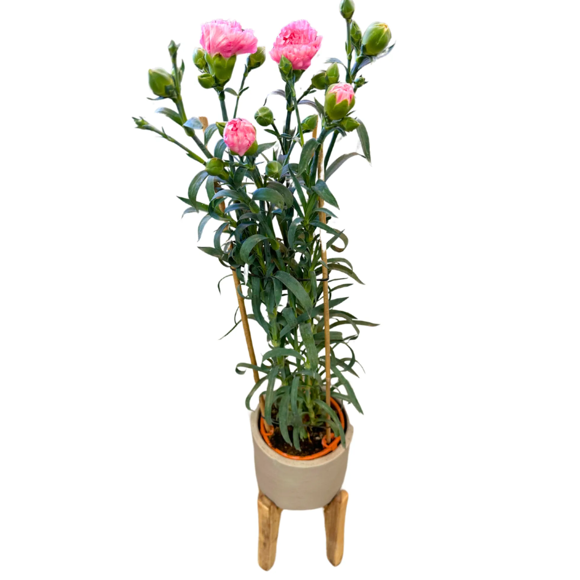Clavel De Florista Colores Variados M14